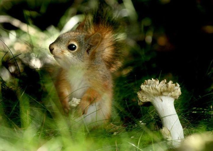 Squirrel With Mushroom