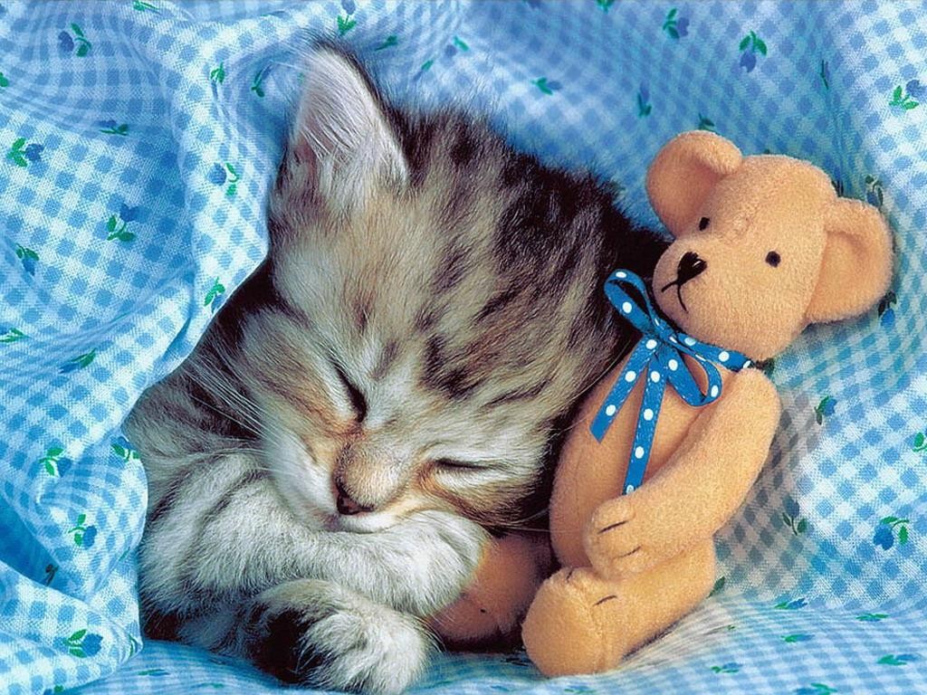 kitten teddy bear