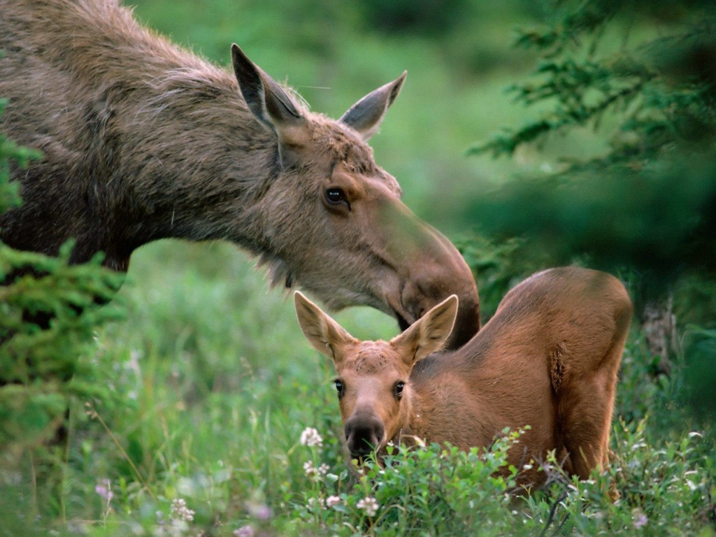 Baby and Momma Moose1