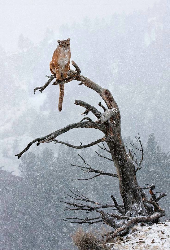 Kitty On A Branch1